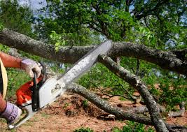 Best Root Management and Removal  in Vernon Center, NJ
