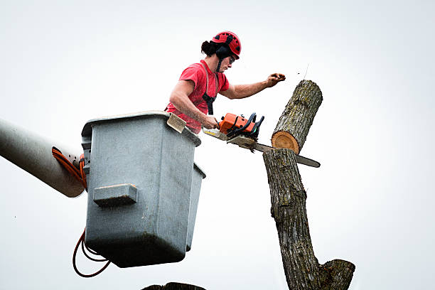 Best Tree Risk Assessment  in Vernon Center, NJ